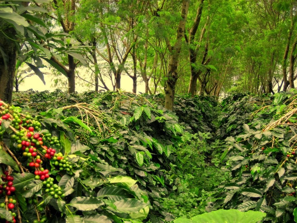 coorg coffee plantation