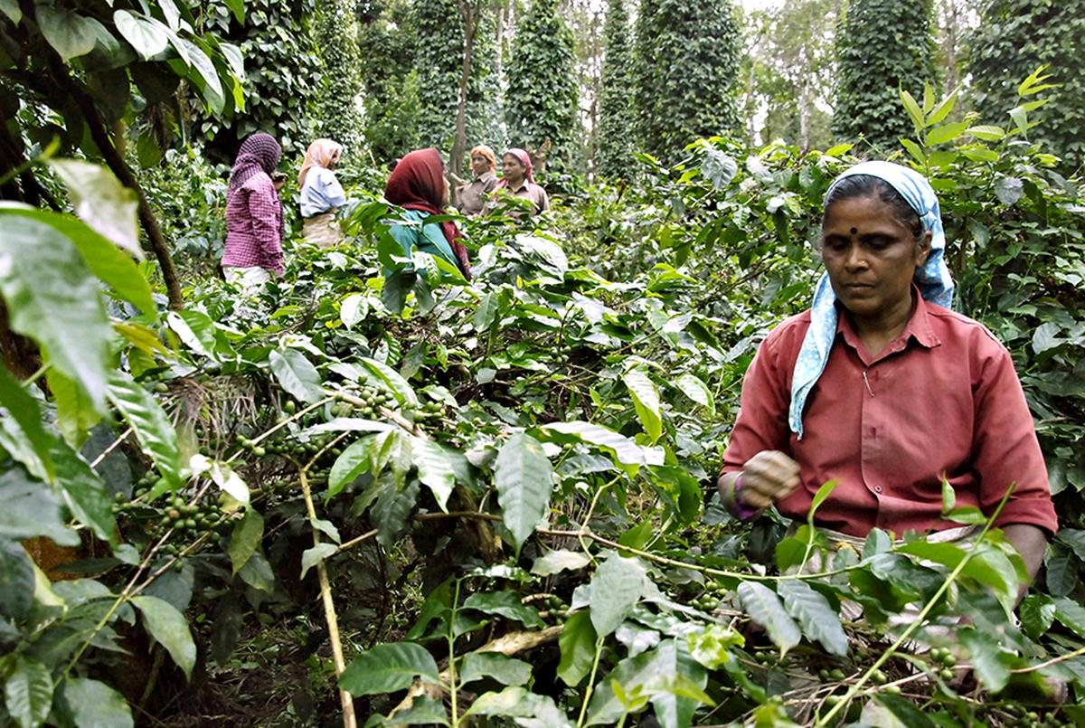 malnad coffee