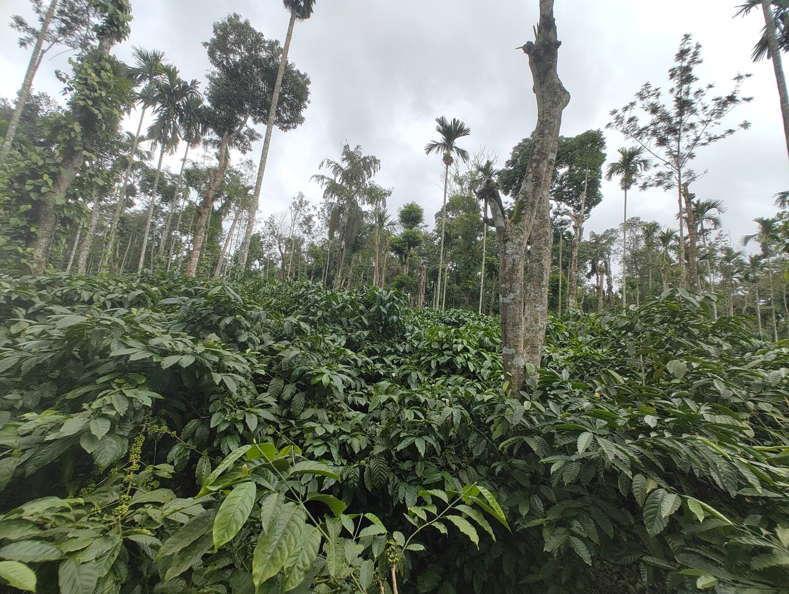 malenadu taste and travel coffee plantation