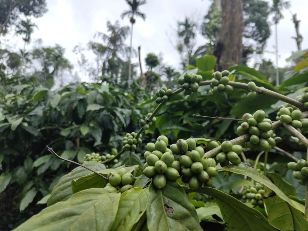 Coffee plantation : Kumbragadde coffee plantation (Malenadu Taste and Travel)
