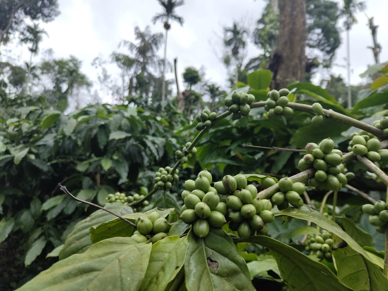 Exploring the Magic of Coffee Plantations: An In-Depth Guide