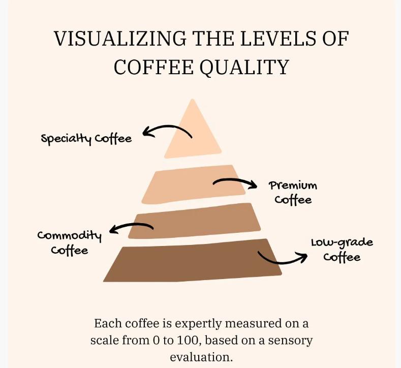 Specialty Coffee vs. Regular Coffee