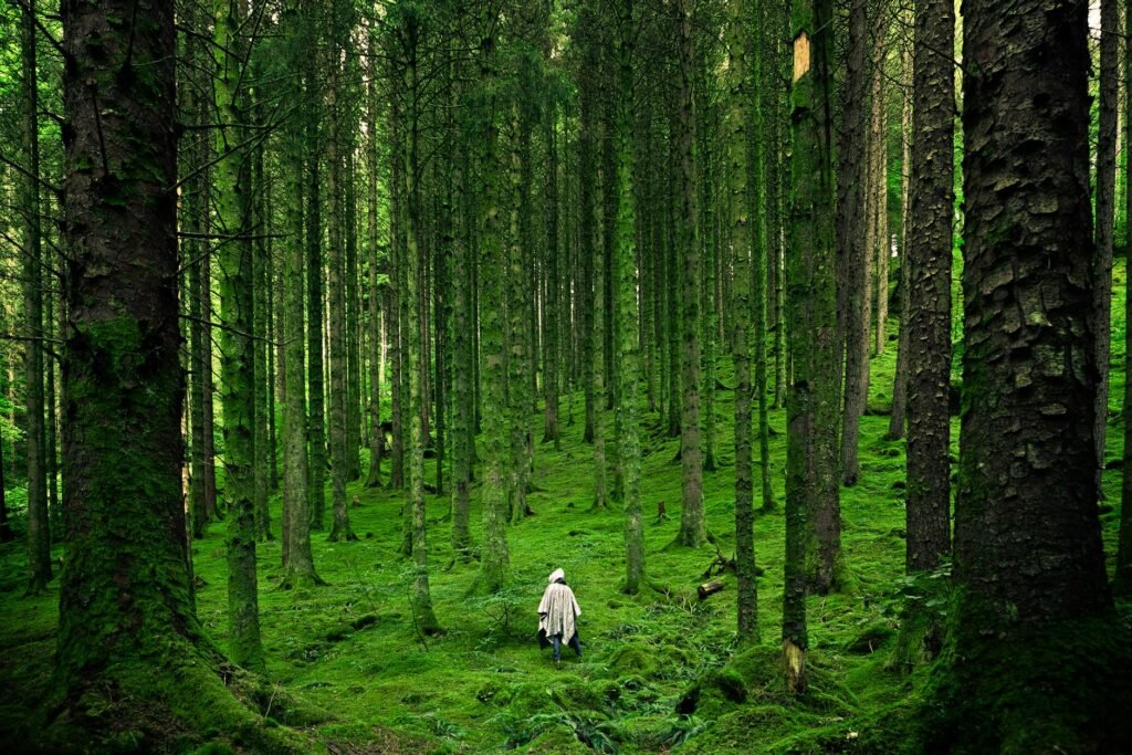 person walking between green forest trees