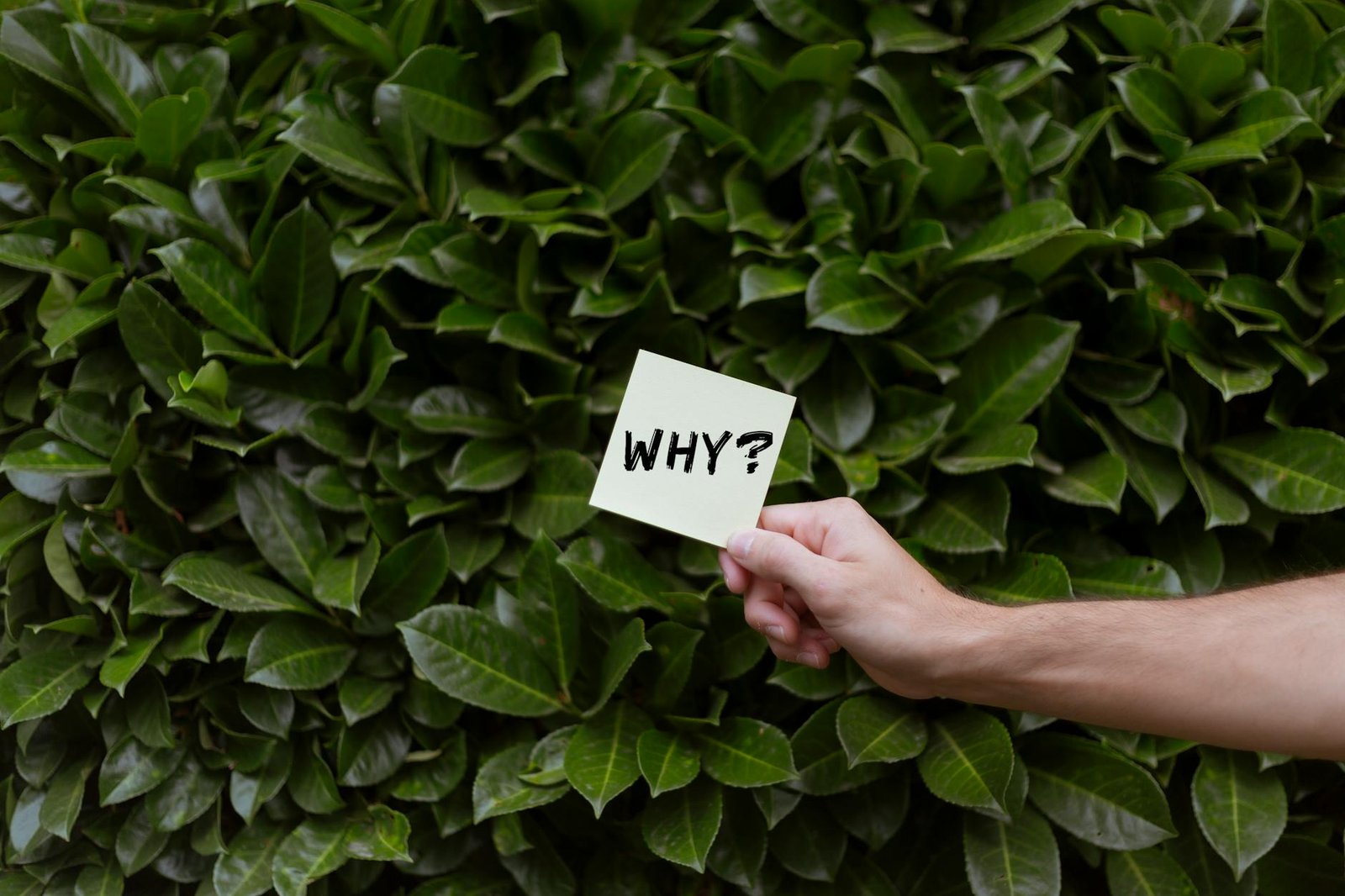 concept image with a question on a sticky note against green hedge Why Shop for Coffee Online?