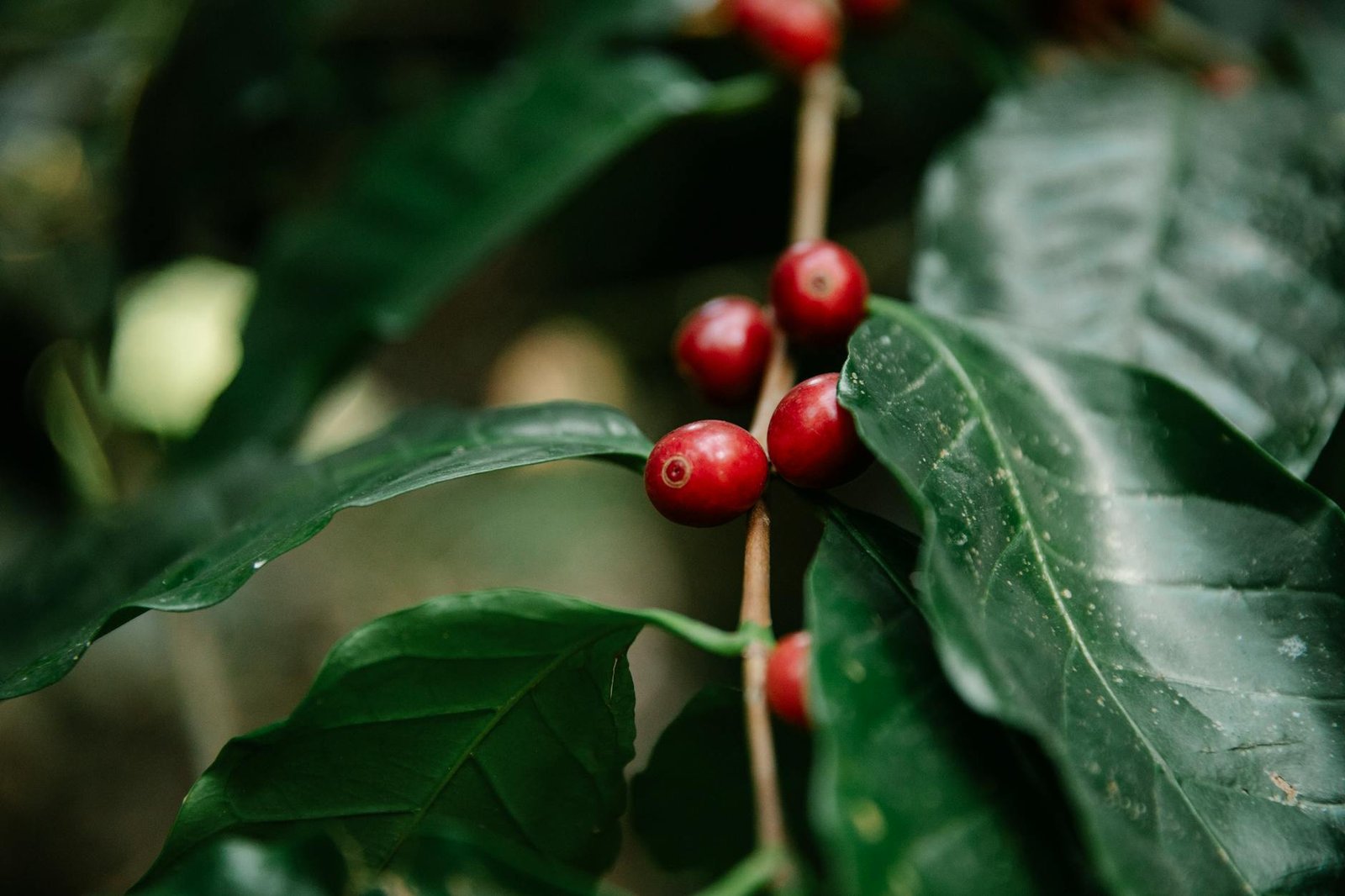 red coffee berries growing on tree branch