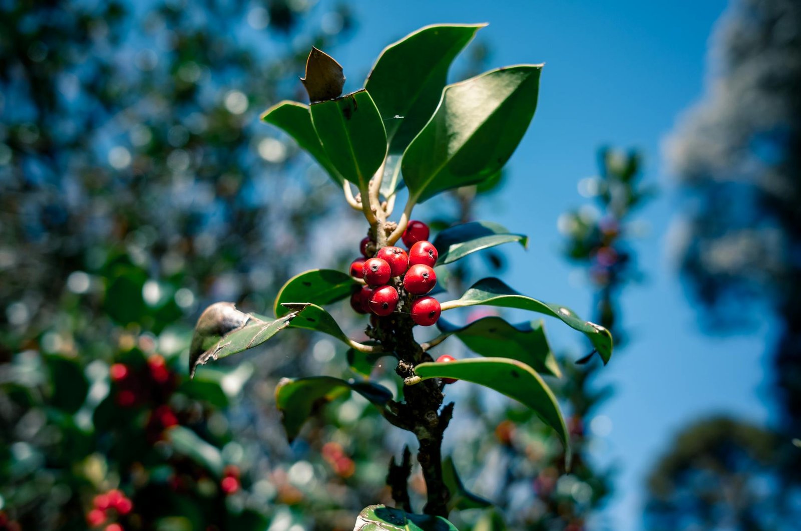 Exploring Green Beans Coffee: A Simple Guide